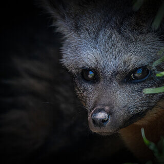 Ol Pejeta - Bat-eared fox